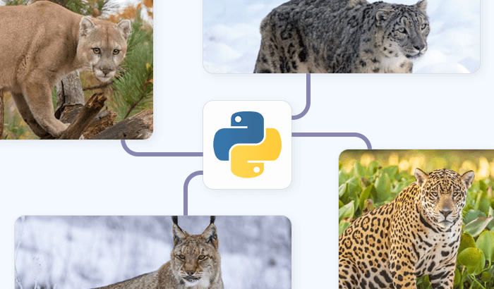 How to Collect Google Images With Python for Datasets